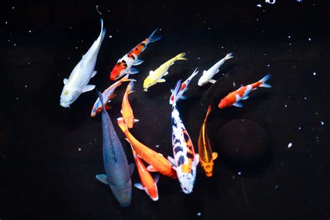 Koi: Fish Species Profile
