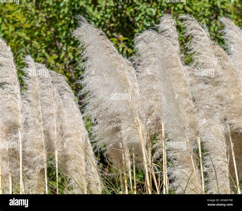 Close up of Pampas Grass (Cortaderia selloana), an invasive plant ...