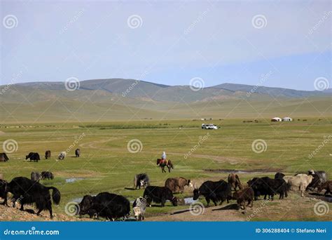 Animals Grazing in the Mongolian Steppe Stock Photo - Image of asia ...