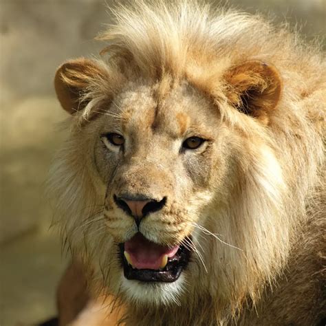 The spiritual significance of lions what their symbolism really means ...