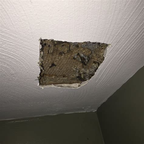 Yellow Jacket Control, Removal & Extermination Pittsburgh, Pennsylvania ...