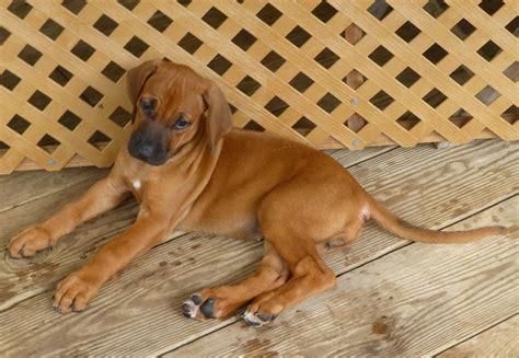 Rhodesian Ridgeback Puppy for sale - Dogs In Barbados