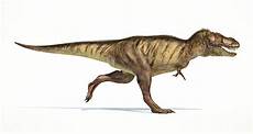 malvorlagen dinosaurier t rex t rex s tiny arms may been vicious weapons malvorlagen dinosaurier t rex t rex s tiny arms may been vicious weapons