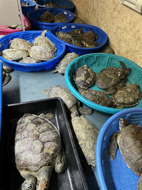 Helpless sea turtles found paralyzed from cold rescued in Texas