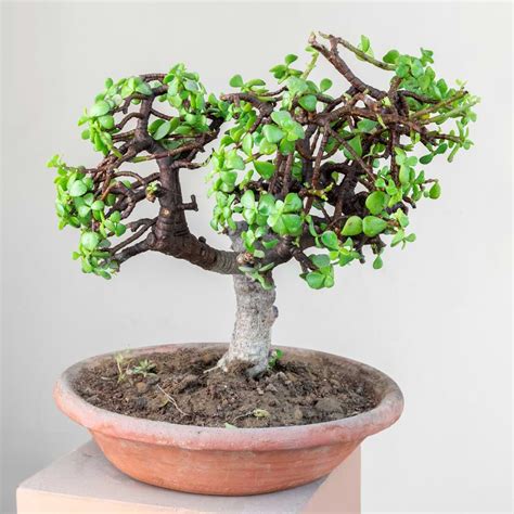 Bonsai Plants How To Take Care at Paula Brazell blog