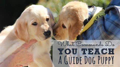 Image result for Guide Dog Training Basics