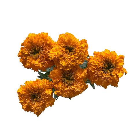 Floral 5 Stem Marigold Bunch - Shop Flowers & arrangements at H-E-B
