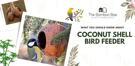 What You Should Know About Coconut Shell Bird Feeder – The Bamboo Bae