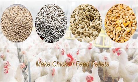 Best poultry feed manufacturing & supplier company in UP, supply then ...