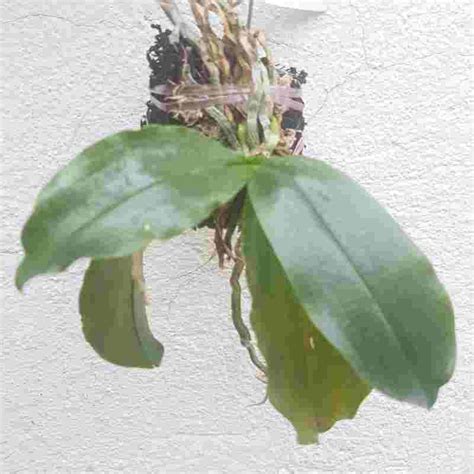 Kingidium deliciosum sp. – EXOTICA ORCHIDS