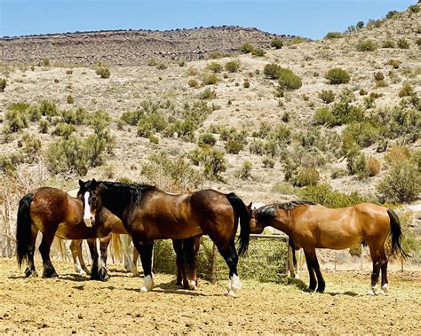 Sedona Private Horseback Rides | Premier Trail Riding