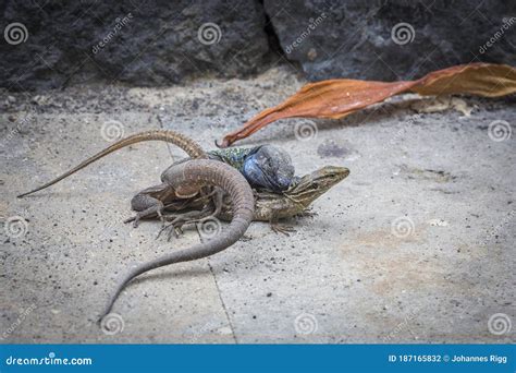 Male and Female Lizards Mating on Tenerife Stock Photo - Image of ...