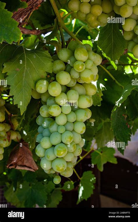 Grapes 的图像结果