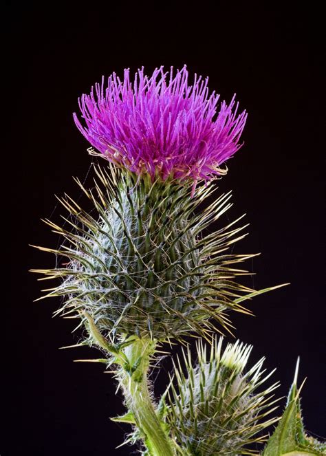 Scottish thistle, symbol of Scotland and the clan plant for the ...
