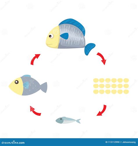 Illustration Life Cycle Fish Stock Vector - Illustration of production ...