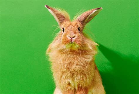 Unraveling the Charm of Long-Haired Rabbit Breeds: A Guide for Enthusiasts