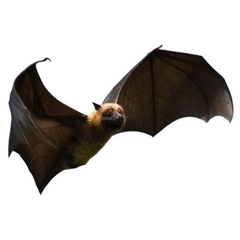 Image result for Bat Python Turtle