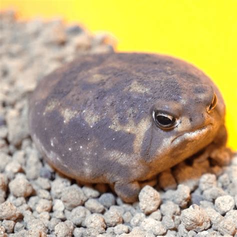 My favorite frog is the desert rain frog : r/notinteresting