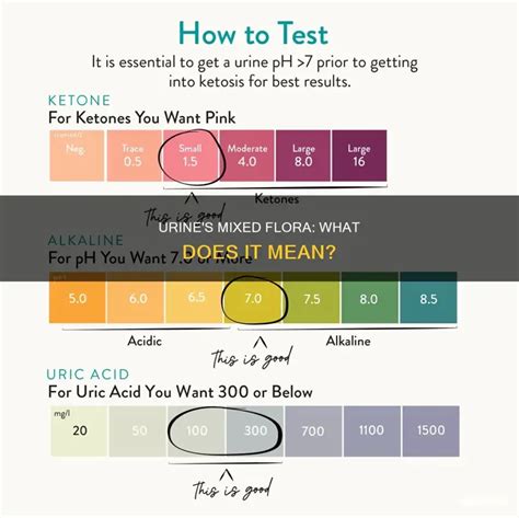 Urine's Mixed Flora: What Does It Mean? | MedShun