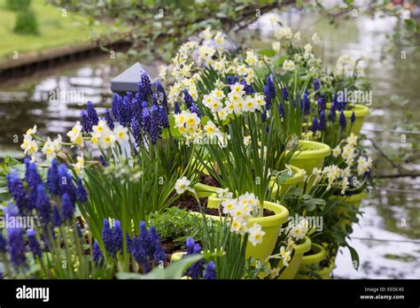 Image result for Spring Bulbs in Containers