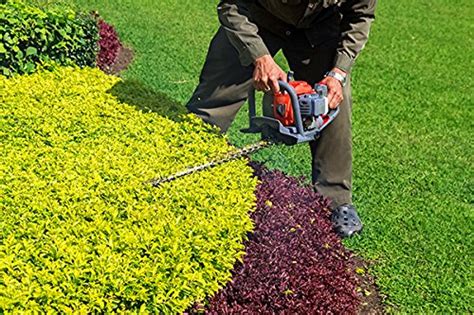 Creative Farmer Seeds For Outdoor Garden Damyanti Hedge Plant Unique ...