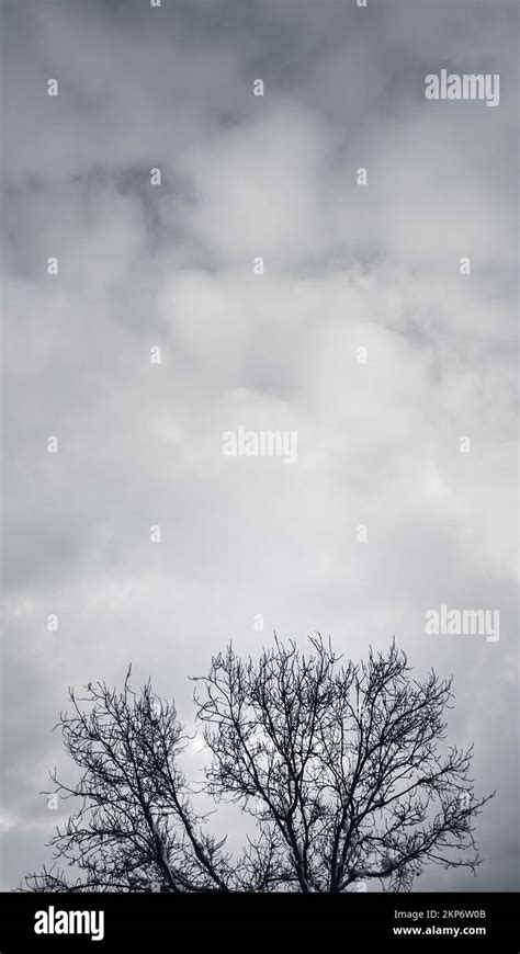 Nature Black and White 的图像结果