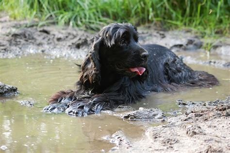 What Is The Incubation Period For Leptospirosis In Dogs