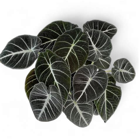 Alocasia Black Velvet (Reginula) | Rare Plants – Soiled