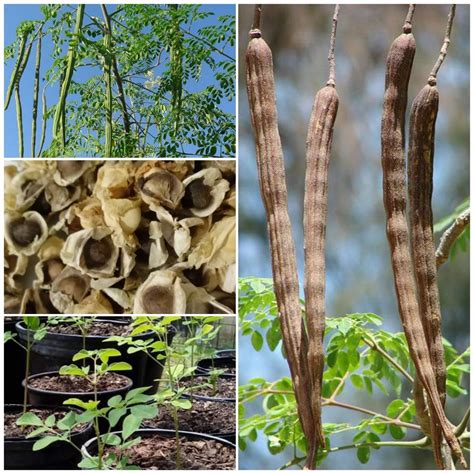 The Complete Guide To Edible Parts Of The Moringa Tree