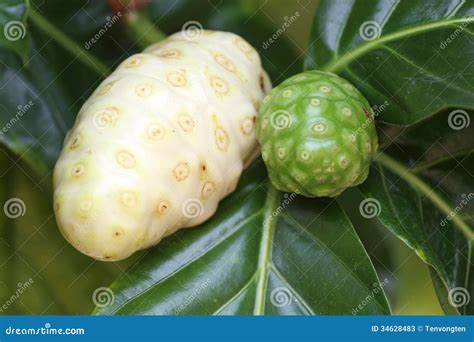 Noni fruits growing stock image. Image of rica, nature - 34628483