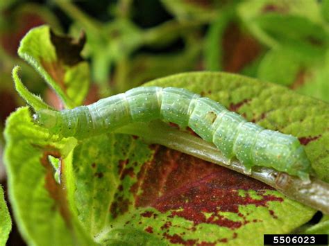 cabbage looper (Trichoplusia ni (Hubner))