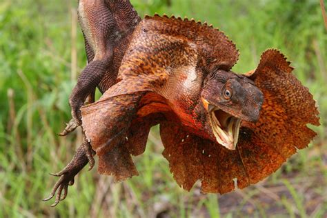 Download Lizard Animal Frilled-neck Lizard Wallpaper