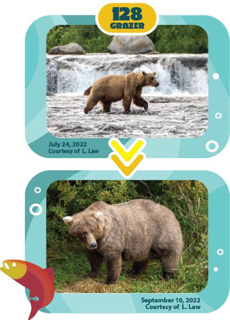 Fat Bear Week 2022 is here, and the competition is intense | Mashable