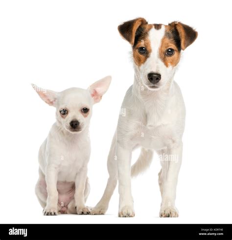 Chihuahua Jack Russell Terrier Mix