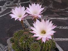 fiori di cactus seo photo title fiori di cactus seo photo title