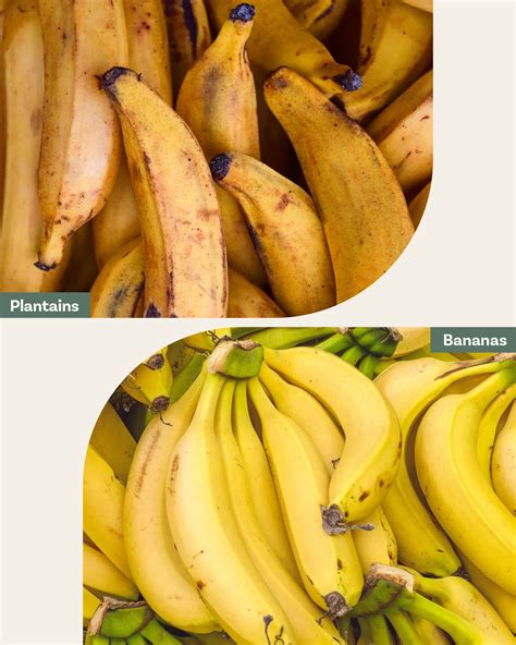 What39s The Difference Between Bananas And Plantains Which Banana