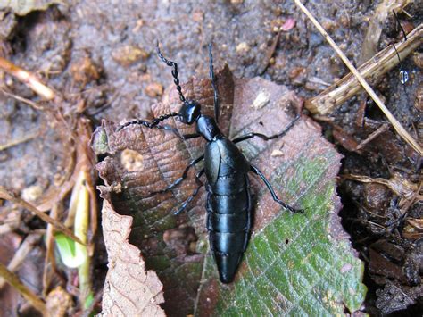 Bugs, Insects and Other Creepy Crawlies - Photos from Costa Rica