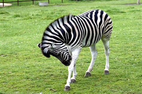 Image result for Zebra Programming Language Applications