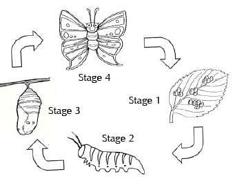 In the given figure of the lifecycle of a butterfly, what does stage 3 ...