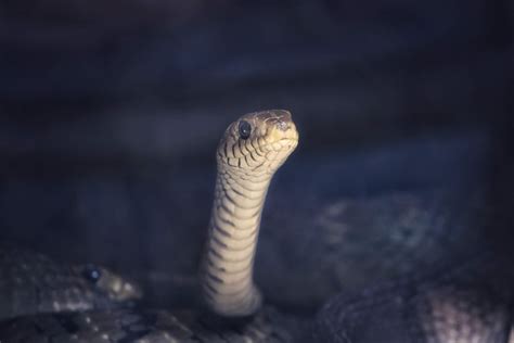 Do Snakes Have Ears? Can They Hear Us? - CITI I/O