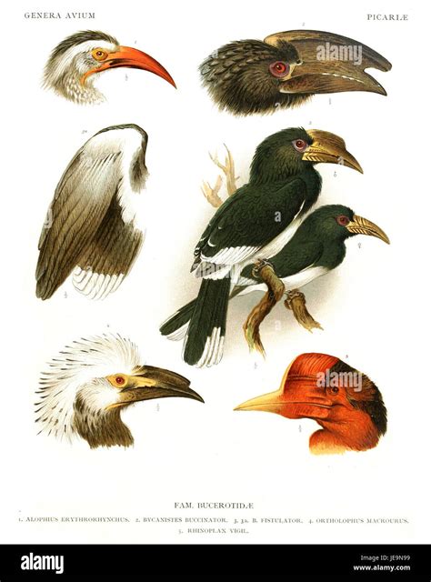 Large asian hornbills hi-res stock photography and images - Alamy