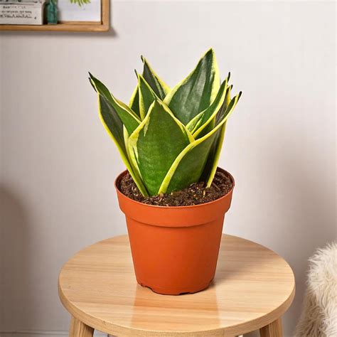 Buy Sansevieria Trifasciata Dwarf - Snake Plant Online