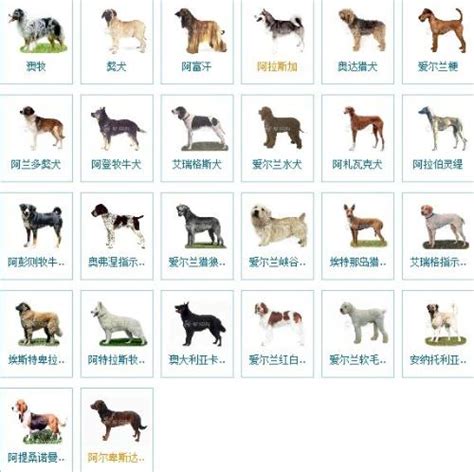 你能叫得出多少狗狗的種類？看這些圖，狗狗的品種一目了然 - 每日頭條