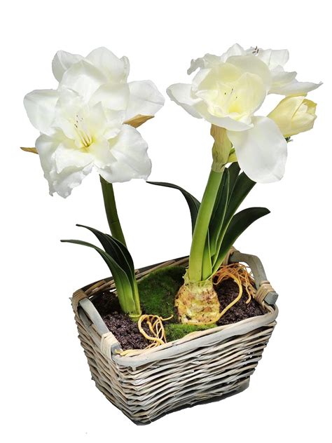 Buy Gold Eagle USA Artificial Amaryllis Potted Plant, 22", White Online ...