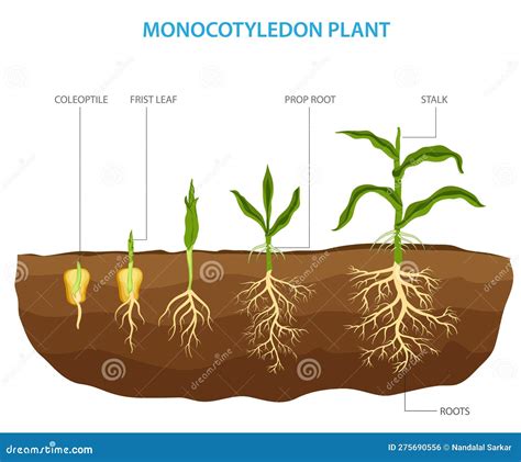 Monocotyledon And Dicotyledon Seeds, Monocots Having One Seed Leaf And ...
