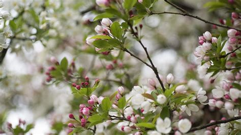 Download wallpaper 3840x2160 flowers, buds, leaves, branches, blur ...