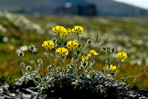 Tundra Plants: Common Plant Types List, Life in Arctic & Alpine Biomes
