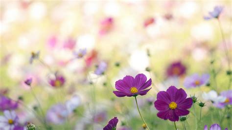 Wild Flowers Wallpaper (64+ images)