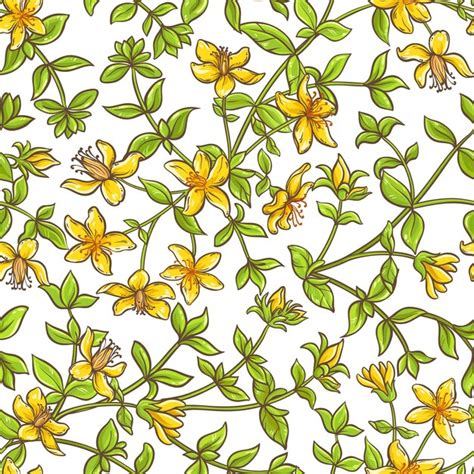 Modèle de vecteur de branche Tutsan | Vecteur Premium