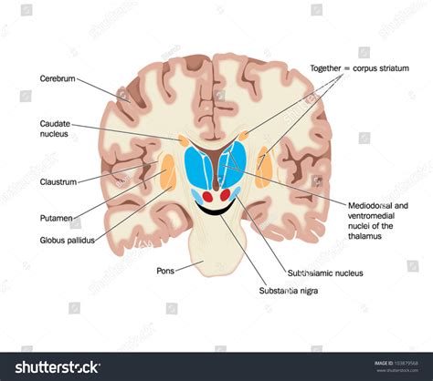 Drawing Brain Showing Basal Ganglia Thalamic Stock Vector (Royalty Free) 103879568 | Shutterstock